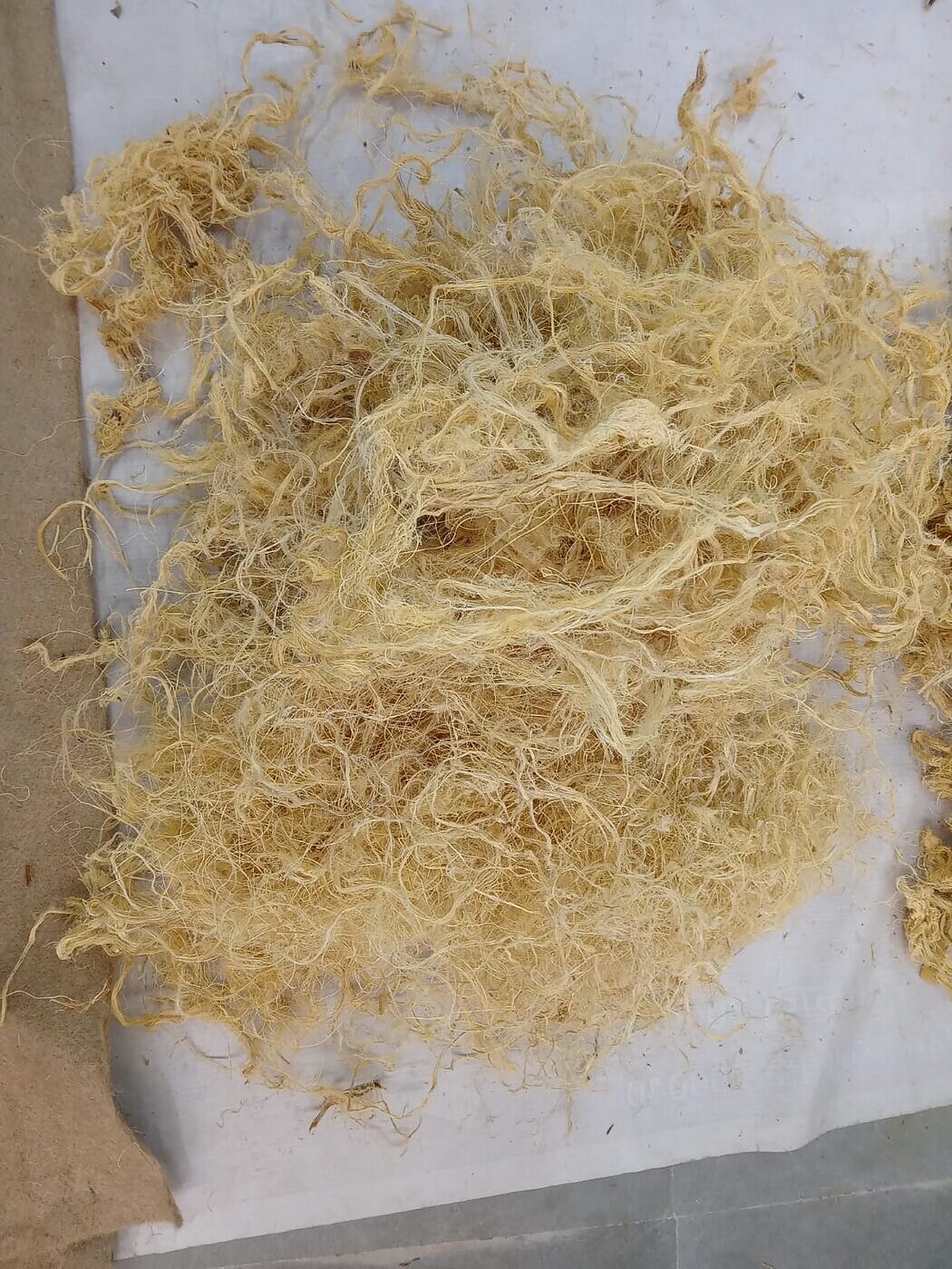 Areca sheath fibre being cleaned and conditioned